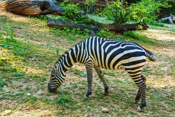 Fototapeta na wymiar A young zebra eats grass. Zebra grazes on the lawn.