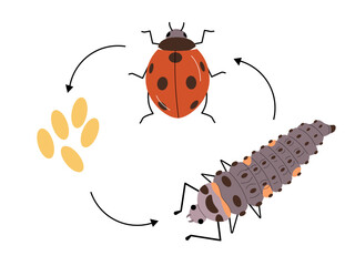 Ladybug life circle with bug, larva and eggs.