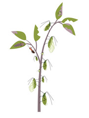 Greenfly aphid illustration on the branch. Garden pest insects.