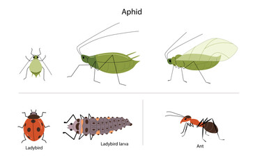 Greenfly aphid illustration with ants, ladybug and larva. Garden pest insects. 
