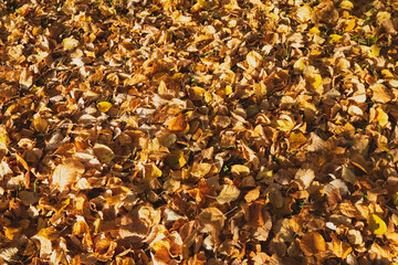 autumn leaves background