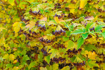 autumn leaves in the forest