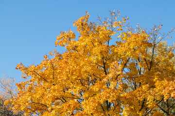 Fototapeta premium yellow autumn leaves