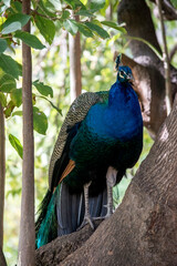 Obraz premium retrato de un pavo real común