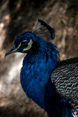 Fototapeta premium Retrato de un pavo real