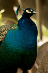 Obraz premium Retrato de un pavo real