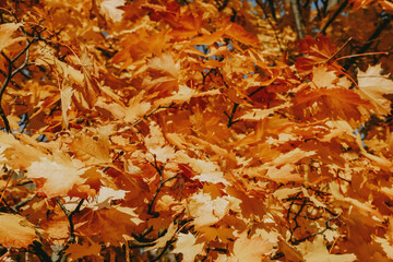 autumn leaves background