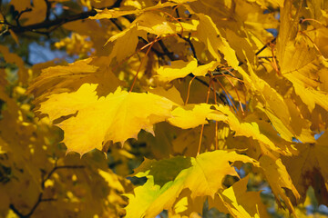 autumn leaves in the forest