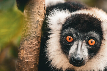 lemur on tree