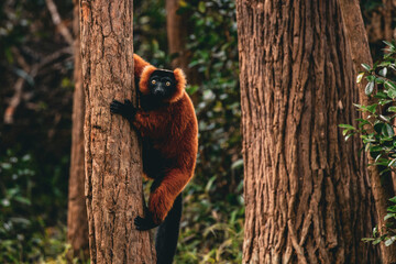 lemur on tree in Madagascar © Angelique
