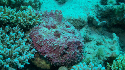 Fototapeta na wymiar Close-up of pink Stonefish lies on corals. Reef Stonefish (Synanceia verrucosa). Red sea, Egypt