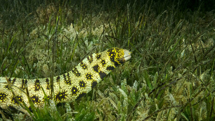 Close-up of Moray slowly swims in green seagrass. Snowflake moray or Starry moray ell (Echidna nebulosa) on Seagrass Zostera. Red sea, Egypt