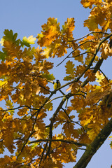 great tit on a tree