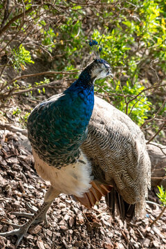 Retrato de un pavo real