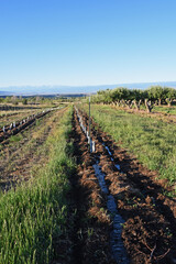 Fototapeta na wymiar Fruti tree seedling planted in row irrigation Cedaredge, Colorado