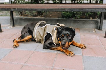 A beautiful large thoroughbred military dog guard Rottweiler in a special uniform lies in the park...