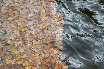 autumn leaves in water