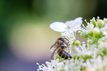 Honey bee on flowers. A bee in garden. A bee collects nectar from flowers
