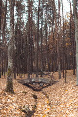 autumn in the forest