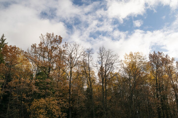 Fototapeta premium autumn in the forest