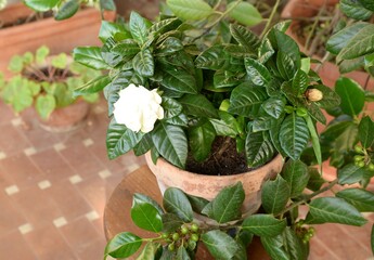 Pianta di gardenia fiorita in terrazza