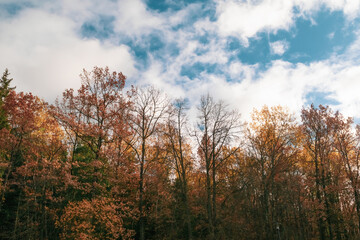 Fototapeta premium autumn in the forest