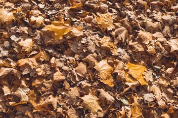 autumn leaves background