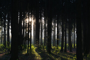 Naklejka premium forest in the morning