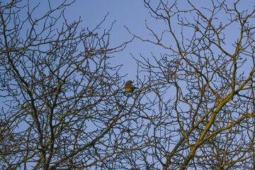 bird on a tree