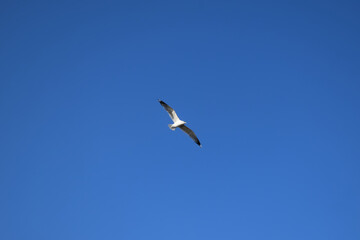 seagull in flight