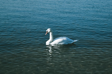 mute swan in the lake