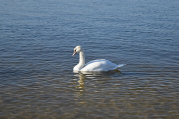 Fototapeta na wymiar mute swan in the lake