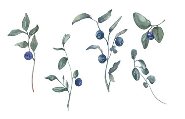 Hand painted watercolor blueberry set. Summer and autumn theme.