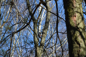 big woodpecker on a tree