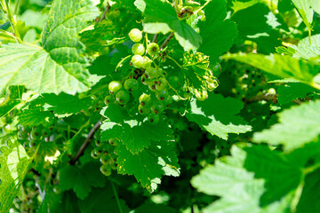 Fototapeta na wymiar unripe green currant berries against the background of green bushes on a sunny day in a light blur