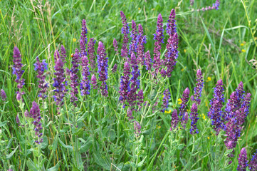 Obraz premium Sage (salvia nemorosa) grows in the wild