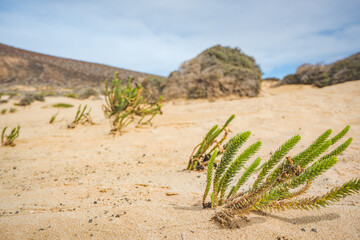 green plants growing in the desert