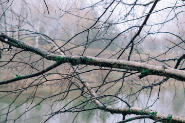 branches of a tree
