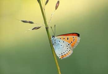 Motyl Czerwończyk Nieparek © mycatherina
