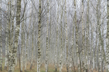 Fototapeta premium autumn forest
