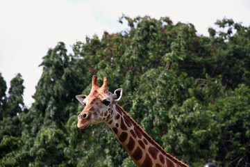 giraffe in the zoo