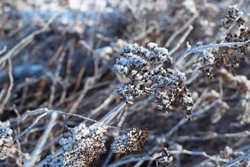 frost on the branches