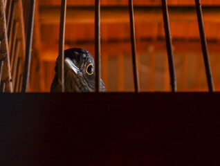 owl in cage