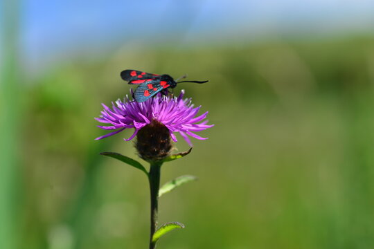 Six spotted Burnet Moth, Jersey, U.K. Macro image of a insect on a Common Knapweed flower.
