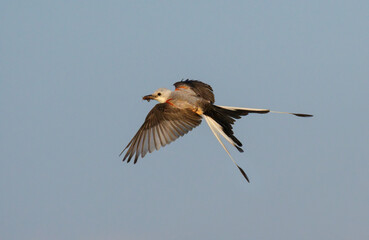 Scissor-tailed flycatcher (Tyrannus forficatus) flying with insect prey in the beak, Galveston, Texas, USA.