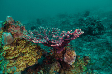 Naklejka na ściany i meble Nature Red Sea