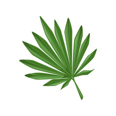 Palm leaf in cartoon style. isolated object. Vector