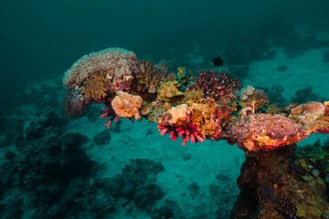 Fototapeta na wymiar Nature Red Sea