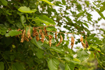 Dried mulberry, dry leaves. Drought bad harvest