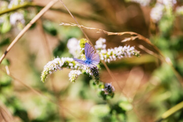 Papillon qui butine une fleur.
